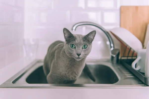 Schöne Kätzchen Spielen Auf Küche Lustige Russische Blaue Katze Durstiges — Stockfoto