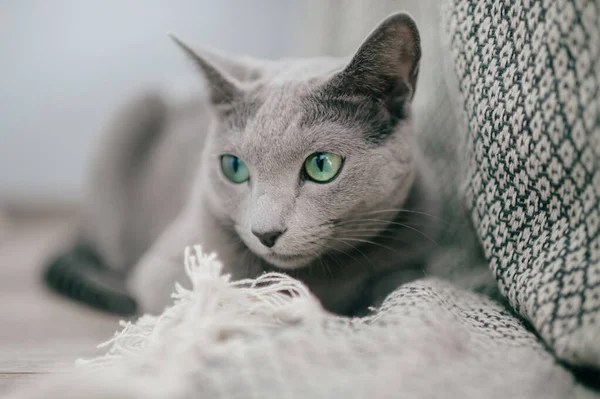 Entzückende Russische Blaue Katze Mit Lustiger Emotionaler Schnauze Und Großen — Stockfoto