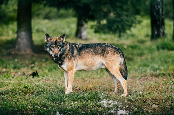 Outdoor wolf portrait. Wild carnivore predator at nature after hunting. Dangerous furry animal in european forest. Poor lonely canine muzzle in zoo. Feathers of eaten bird. Beast on wild territory