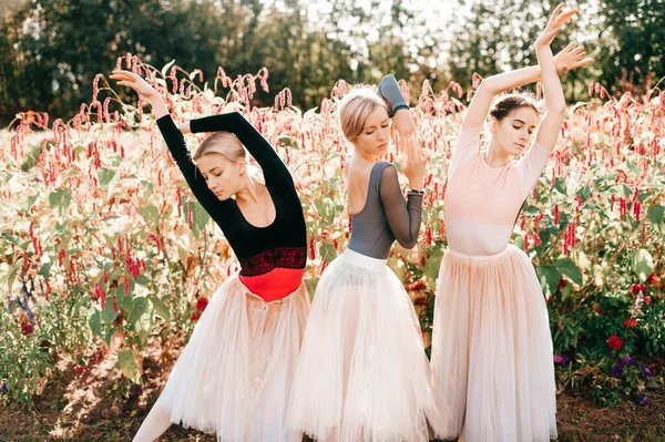 Portrait Dramatique Trois Gracieuses Ballerines Posant Dansant Sur Des Fleurs — Photo