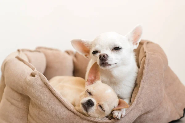 Dos Hermosa Linda Hermosa Raza Doméstica Mamífero Chihuahua —  Fotos de Stock