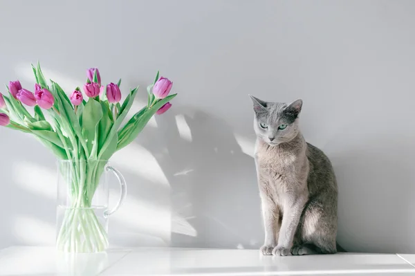 Russische Blaue Katze Auf Dem Tisch Schöne Kätzchen Posiert Mit — Stockfoto
