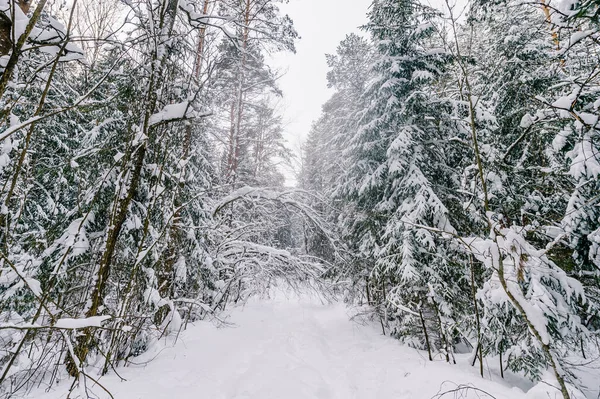 Fantastisch Sprookjesachtig Winterbos Prachtig Pittoresk Winterse Wilde Natuur Landschap Bomen — Stockfoto
