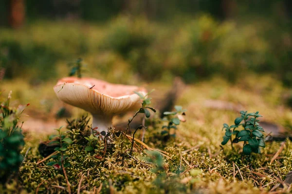 Gericht Beeld Van Een Grote Oranje Eetbare Paddenstoel Het Bos Stockfoto