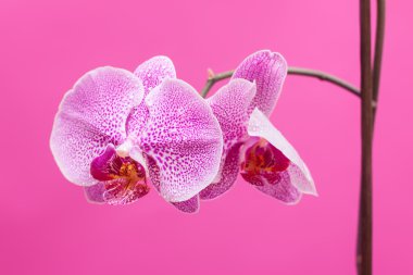 Pembe backgraund üzerinde orkide çiçek