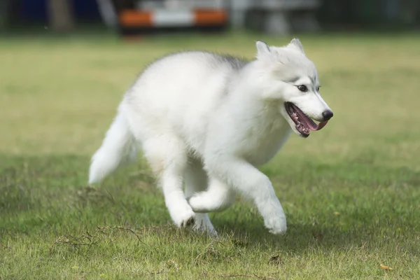 Dogs series : Young Siberian husky in summer park — Stock Photo, Image