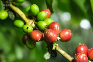 Kahve serisi: Closeup kahve kahve bitki çilek