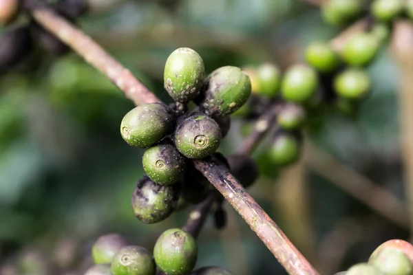 Coffee series : Closeup of infected coffee berries on coffee plant