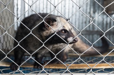 Kahve serisi: Asya palm civet kafeste