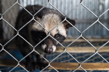 Kahve serisi: Asya palm civet kafeste