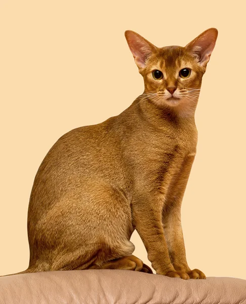 Красный абиссинский кот сидит — стоковое фото