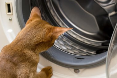 Kırmızı kedi çamaşır makinesi içinde seyir