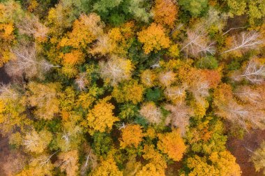 Renkli ağaçlarla dolu güzel sonbahar ormanlarının havadan görünüşü