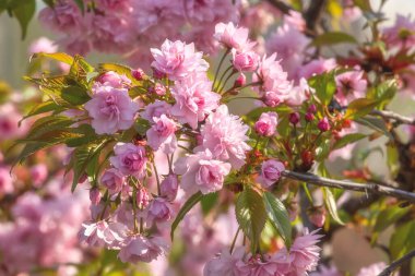 Çiçekli Sakura dalı, güzel ilkbahar arka planı.