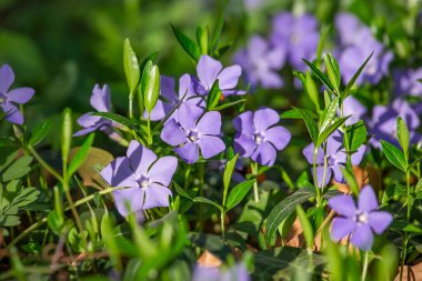 Periwinkle çiçekleri, çiçekli arka plan, seçici odak