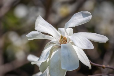Bulanık arka planda güzel beyaz manolya çiçekleri, ilkbahar açık arka planında