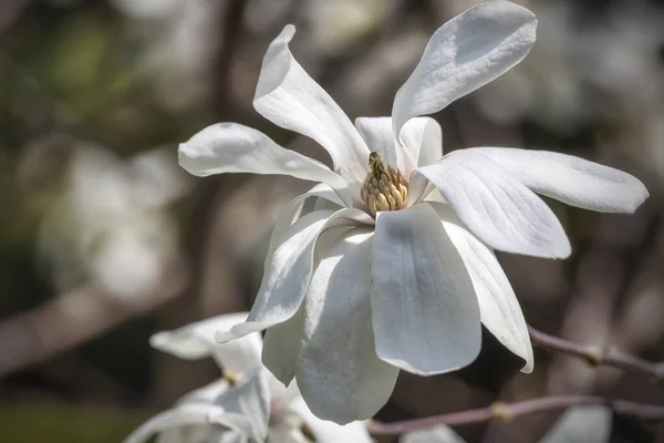 Piękne Białe Kwiaty Magnolii Rozmytym Tle Wiosna Zewnątrz Tło — Zdjęcie stockowe