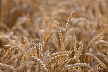 Gün batımında buğday tarlası, seçici odaklanma, tarım geçmişi