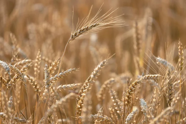 Поле Пшеницы Закате Селективный Фокус Сельскохозяйственный Фон — стоковое фото