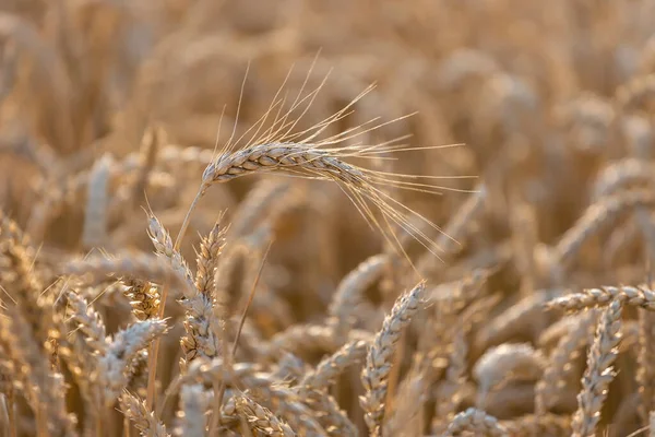 Поле Пшеницы Закате Селективный Фокус Сельскохозяйственный Фон — стоковое фото
