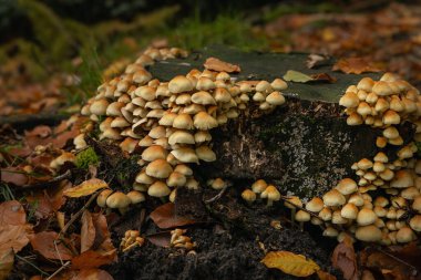 Ormanda yenmez mantarlar