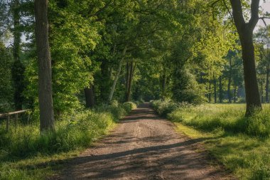 Almanya 'da yaz zamanı kırsal alan, açık hava arka planı