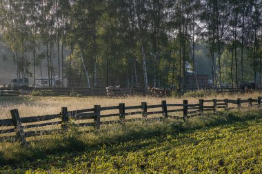 kırsal kesimde yaz sabahı