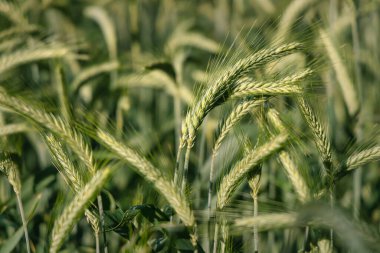Yazın ortasında tarlada yeşil tahıl.