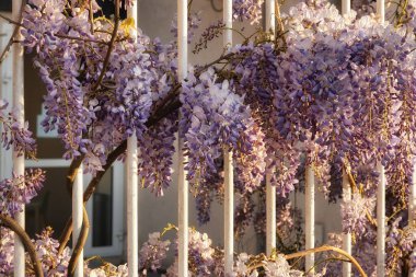 Beyaz çitlerde çiçek açan visteria, bahar arkaplanı