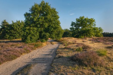fundalıklarla ve ara sıra ağaçlarla kaplı kırlık arazide asfaltsız yol