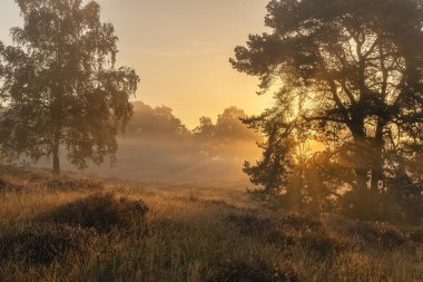 gündoğumu; orman; çamlar; ağaçlar; ışınlar; ışık; güneş; güzel; yaz; çimen; manzara; açık hava; arka plan; orman; doğa;
