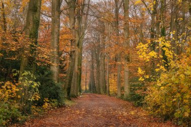 Güzel sonbahar mevsiminde, sarı ormanda, arka planda
