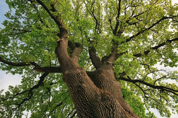 Geniş gövdeli, geniş gövdeli, geniş dallı, parlak gökyüzüne uzanan ve gücü, doğayı, büyümeyi ve uzun ömrü simgeleyen taze yeşil yapraklarla kaplı büyük yaşlı ağacın alçak açısı..