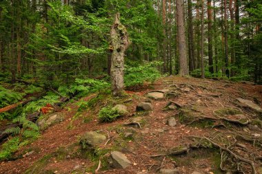 Eğreltiotlarıyla yemyeşil orman manzarası, yosun kayaları, devrilmiş ağaçlar ve toprak izleri sakin, dokunulmamış orman atmosferi yaratıyor..