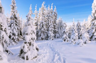 Sakin bir kış ormanı yolu karla kaplı berrak mavi gökyüzünün altında ebediyen yeşil ağaçlar, sessiz ve el değmemiş bir sabah.