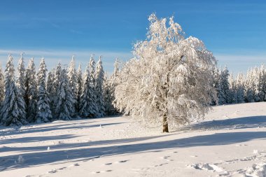 Buzla kaplı yapayalnız bir ağaç, açık mavi bir kış gökyüzünün altında, yeşil ormanlarla çevrili, karlı bir tarlada duruyor..
