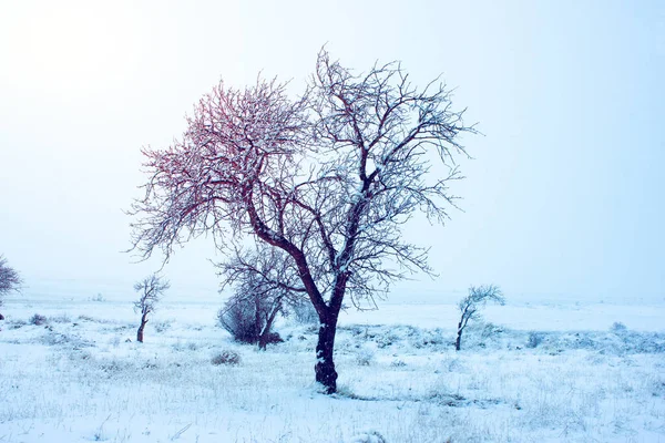 Bellissimo Albero Gelido Inverno — Foto Stock