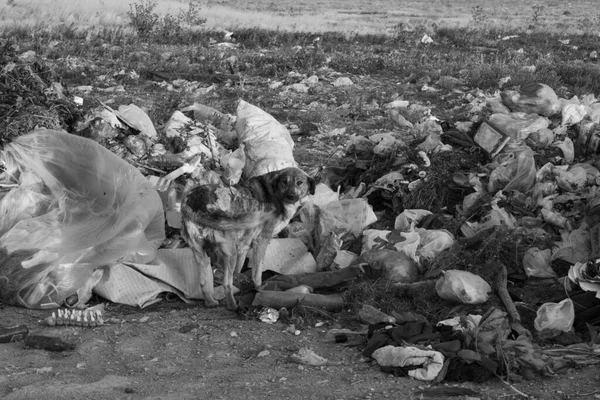 개들이 덮개씌운 쓰레기에서 먹이를 찾는다 — 스톡 사진
