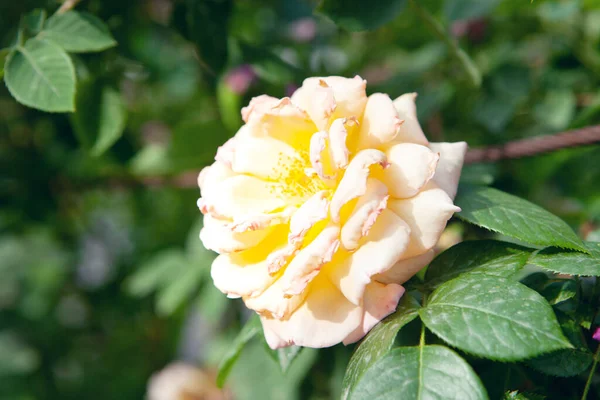 Rosa Amarela Parque — Fotografia de Stock