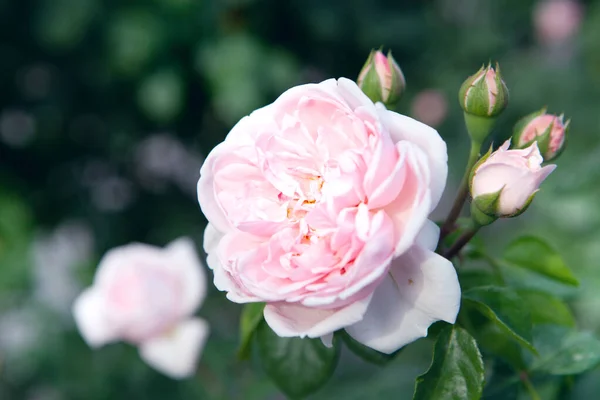 Rosa Rosa Nel Parco — Foto Stock