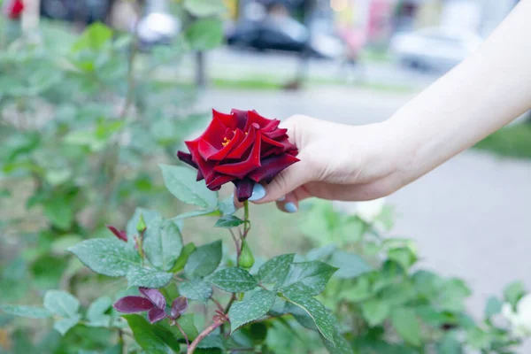 公園で赤いバラを持った若い女性が — ストック写真