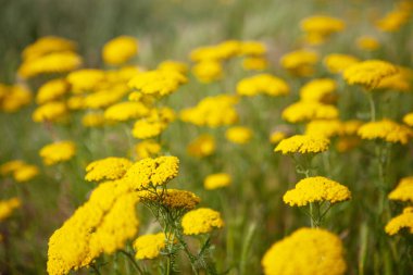 Vahşi sarı çiçek tarlada