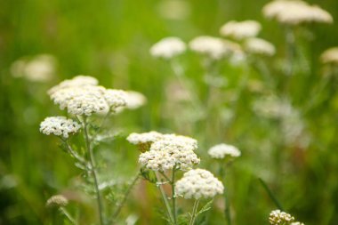 # Tarlada beyaz çiçekler #