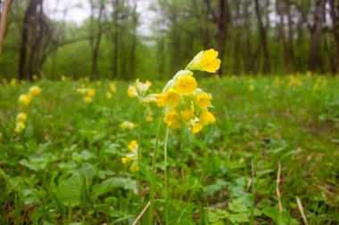 Vahşi sarı çiçek tarlada