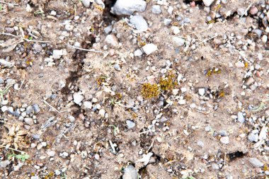 Arkaplan olarak toprak ve küçük taşlar