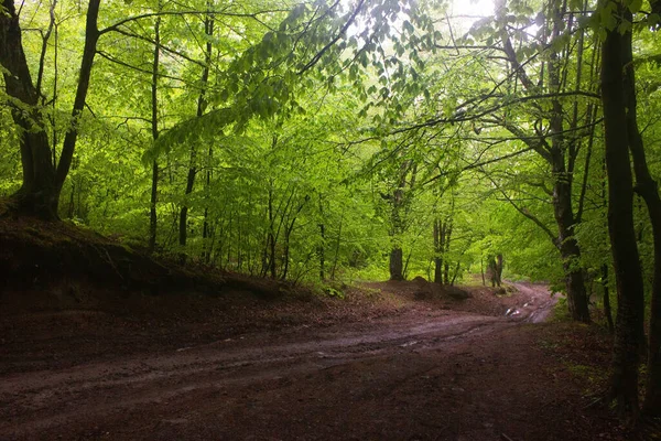 Брудна Дорога Проходить Через Ліс Через Дерева — стокове фото