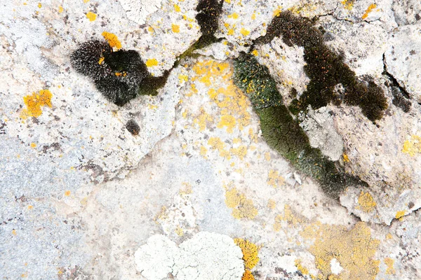 Сірий Камінь Барвистим Мохом — стокове фото