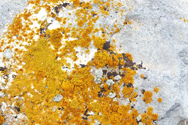 黄色苔藓的灰色岩石 — 图库照片