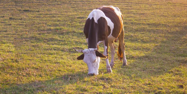 Kuh Weidet Auf Dem Feld — Stockfoto