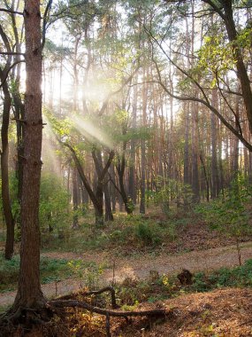 Sonbahar orman. Güneş ışınları